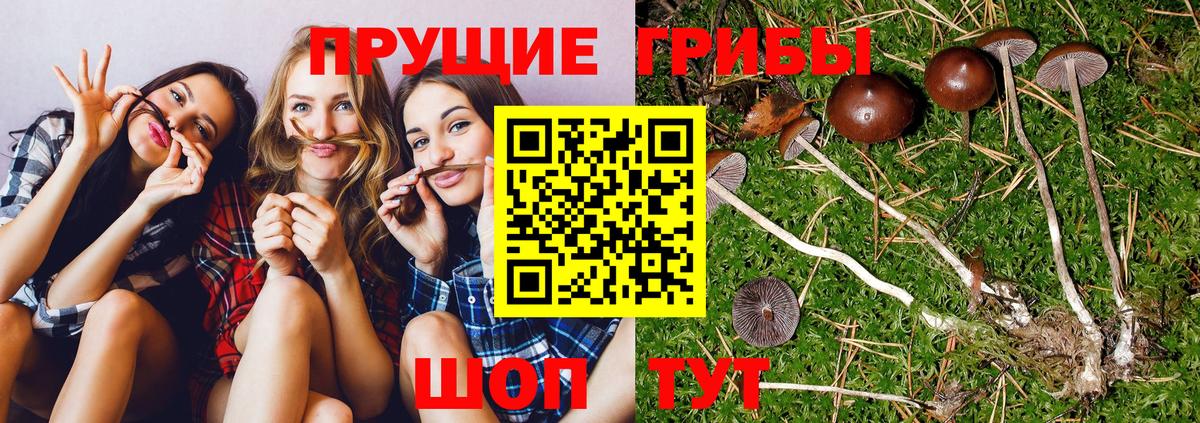 Псилоцибиновые грибы мухоморы Торжок